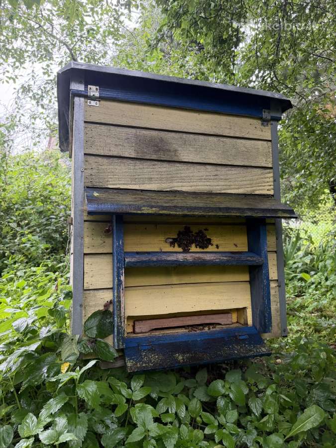 Parduodami aviliai su bičių šeimomis Ir medumi