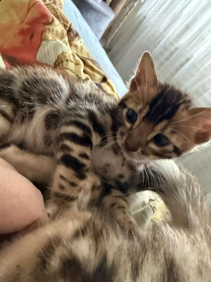 Kilmingi Bengalijos veislės kačiukai - nuotraukos Nr. 3