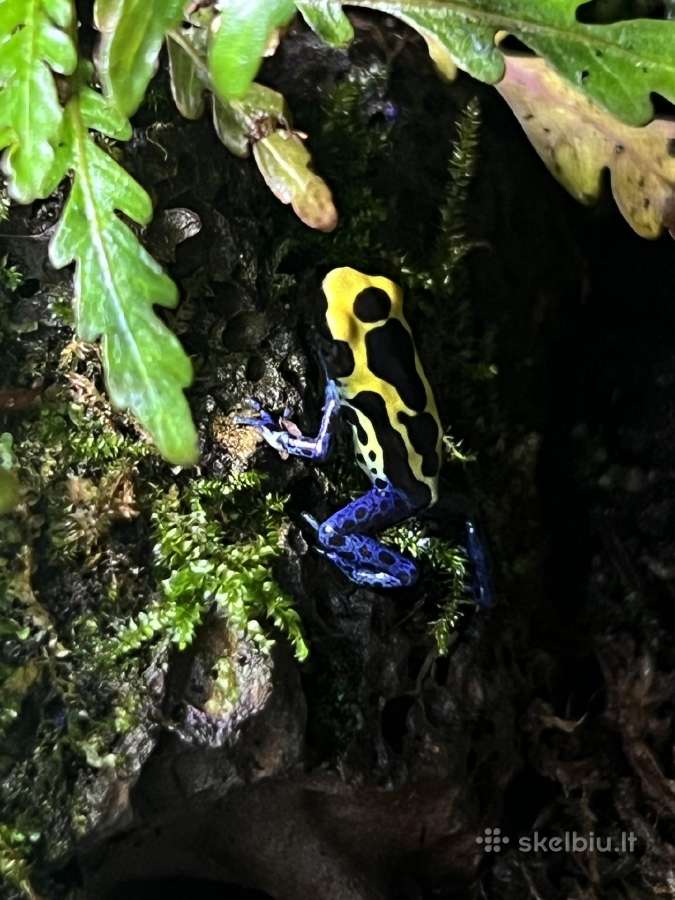 Parduodu D.tinctorius jauniklius