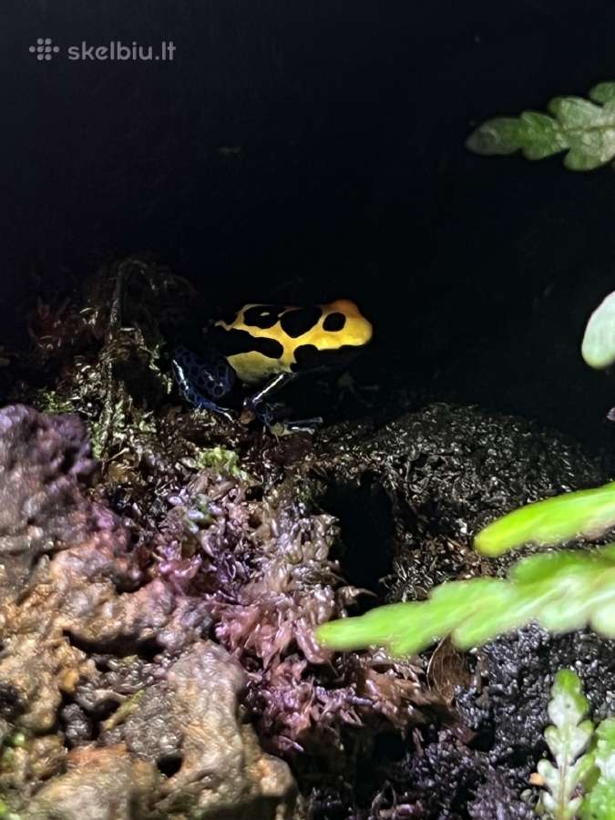 Parduodu D.tinctorius jauniklius - nuotraukos Nr. 3