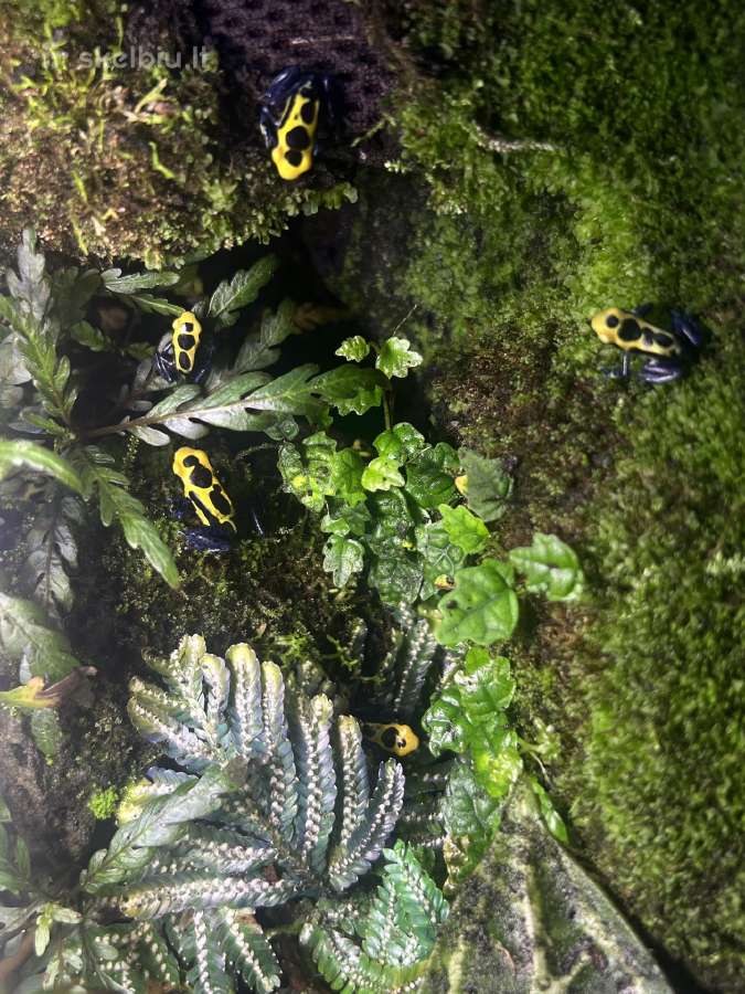 Parduodu D.tinctorius jauniklius - nuotraukos Nr. 2
