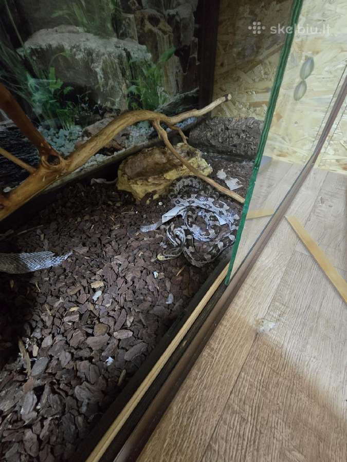 Kukurūzinis žalčiukas