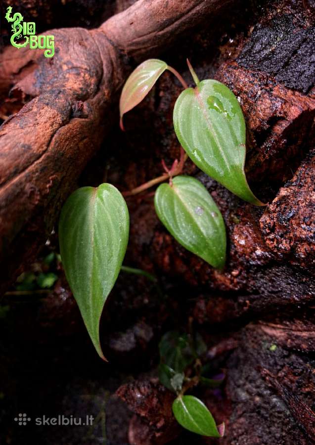 Profesionaliai įrenginėju terariumus, paludariumus - nuotraukos Nr. 14