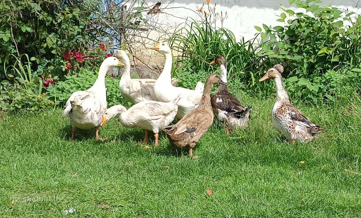 Antys ir ančiukai
