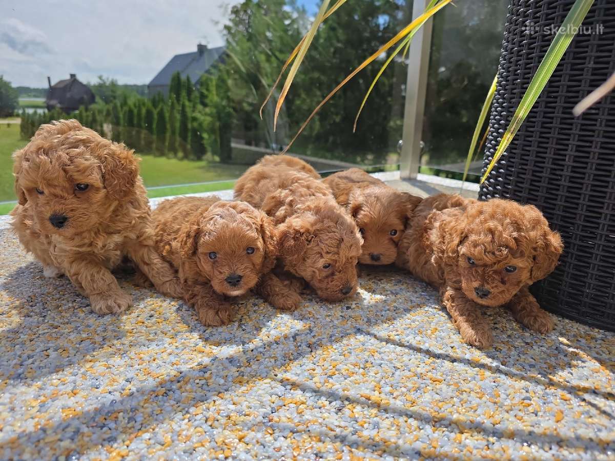 Maltipoo šuniukai