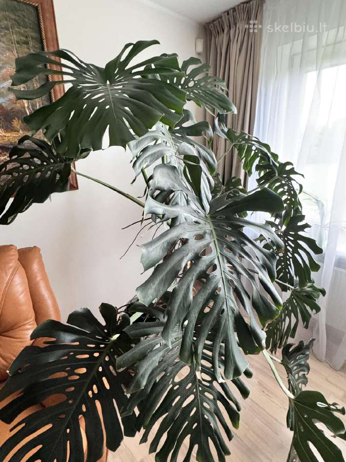 Stambiažiedės jukos, juodoji kalija ir Monstera - nuotraukos Nr. 10