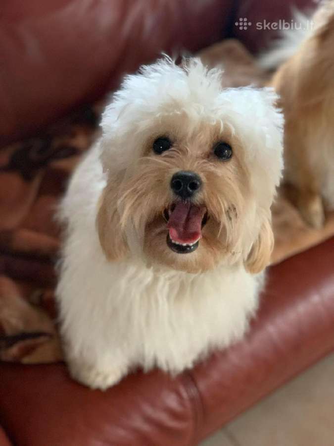 Maltipoo šuniukai - nuotraukos Nr. 15