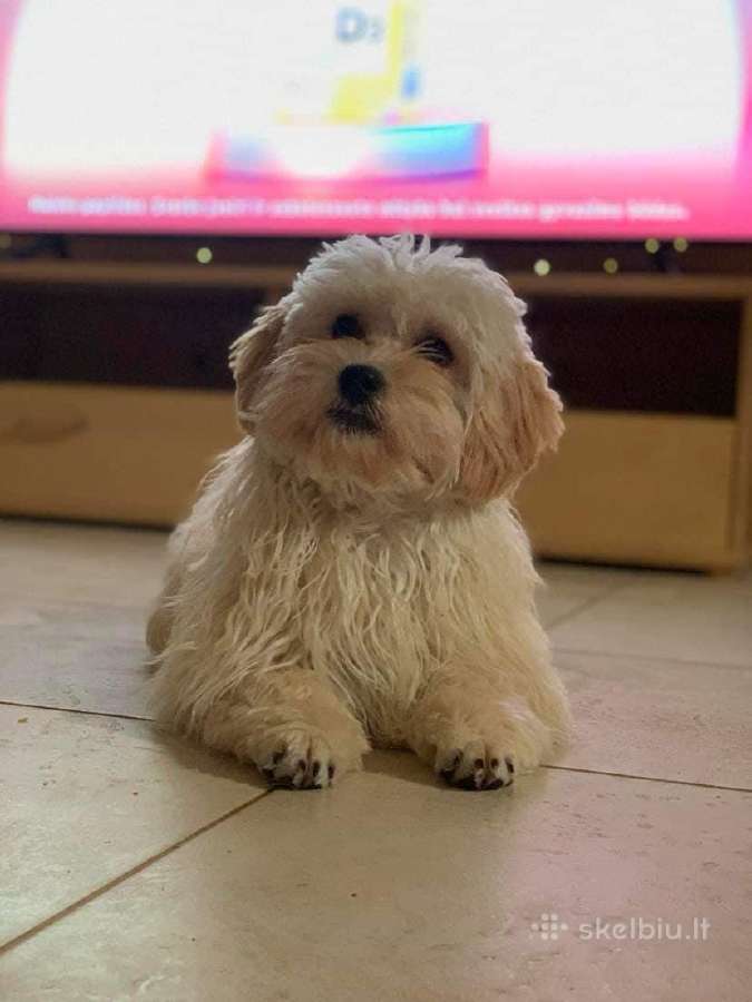 Maltipoo šuniukai - nuotraukos Nr. 17