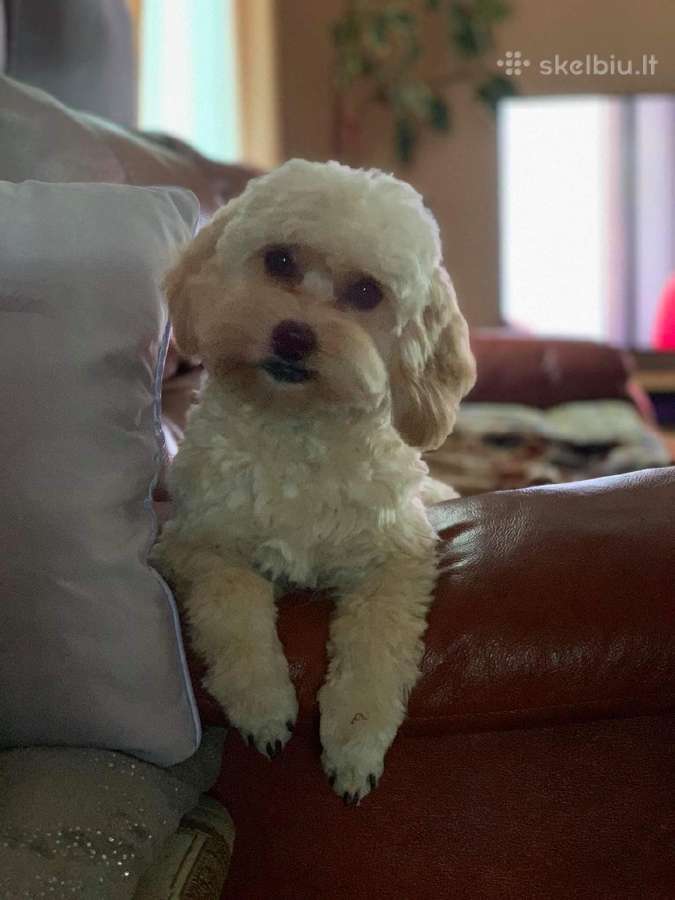 Maltipoo šuniukai - nuotraukos Nr. 16