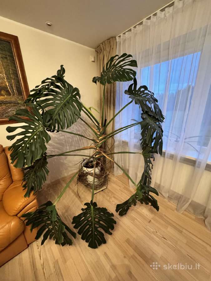 Monstera, lauko Jukos Ir Kalijos