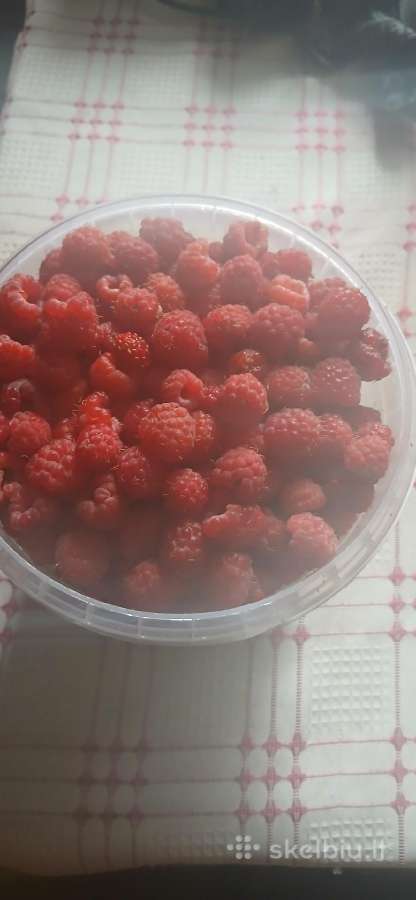 Miško avietės, žemuogės, mėlynės