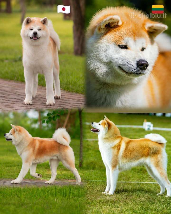 Akita inu vada. - nuotraukos Nr. 7