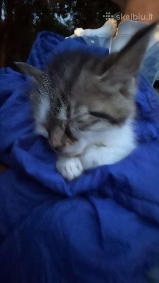 Ieškom namų 2men katinėliui vyr.lyties
