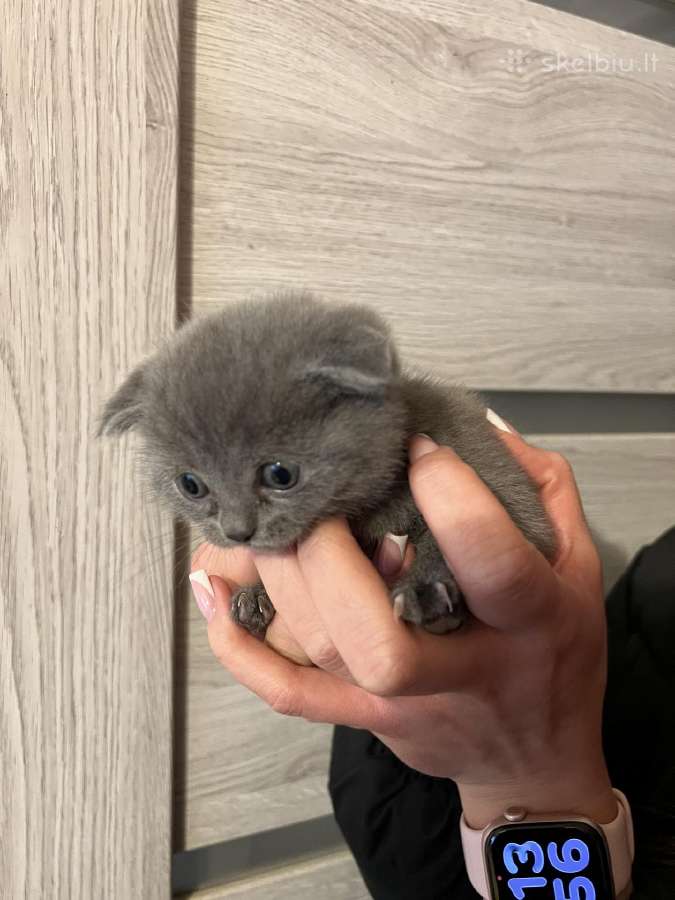 Škotukai – mieli pūkuoti draugai ieško namų!