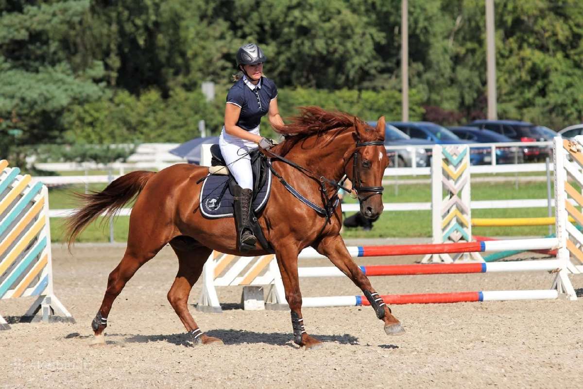 Baltijos hanoveris - nuotraukos Nr. 10