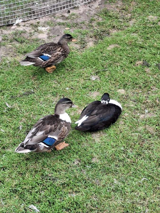 Bantaminių ančių ančiukai (call duck) - nuotraukos Nr. 2