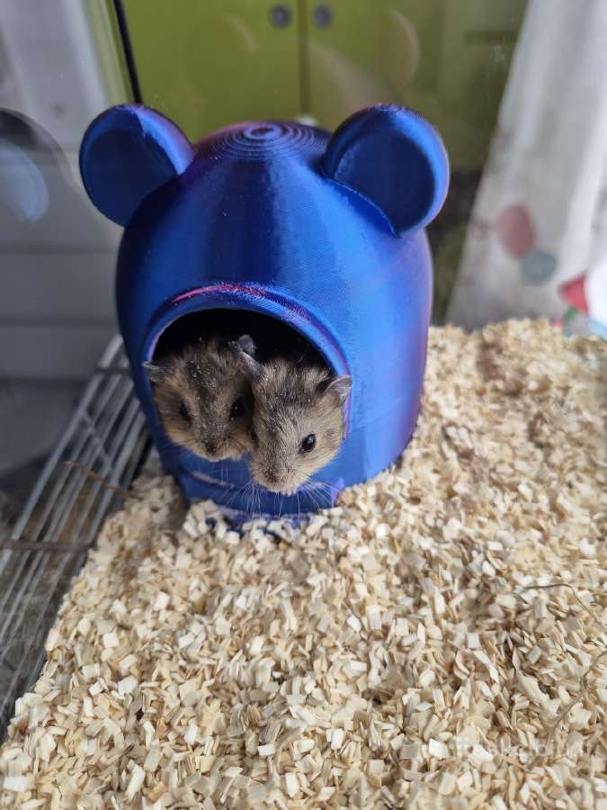 Džiungarijos žiurkėnų jaunikliai Vilniuje