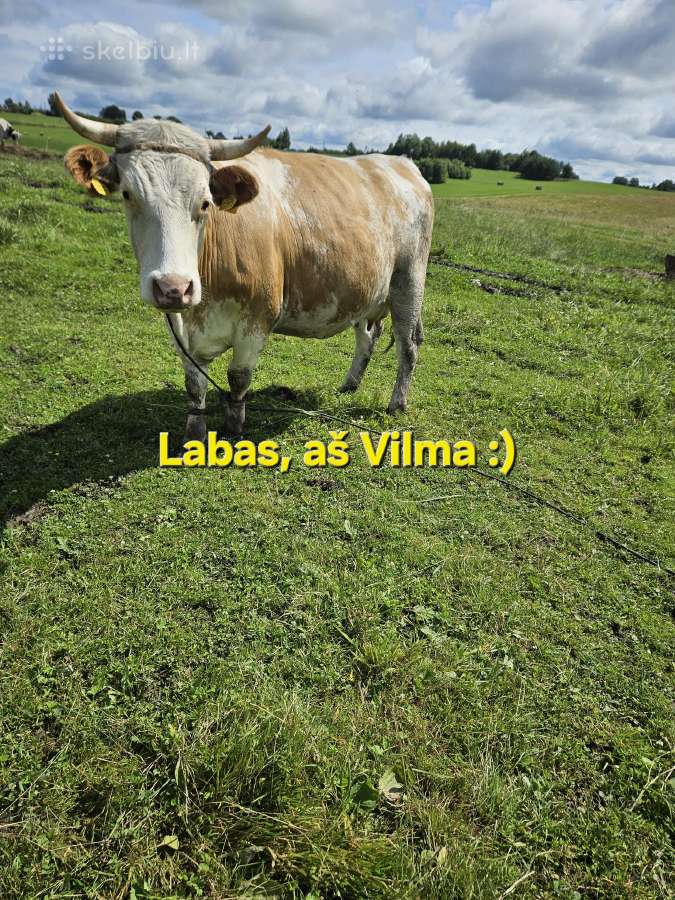 Parduodama besilaukianti Mamytė su antru veršeliu.