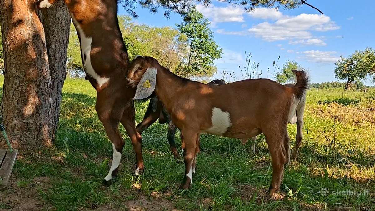 Grynaveisliai Anglo Nubians ožiukai - nuotraukos Nr. 6