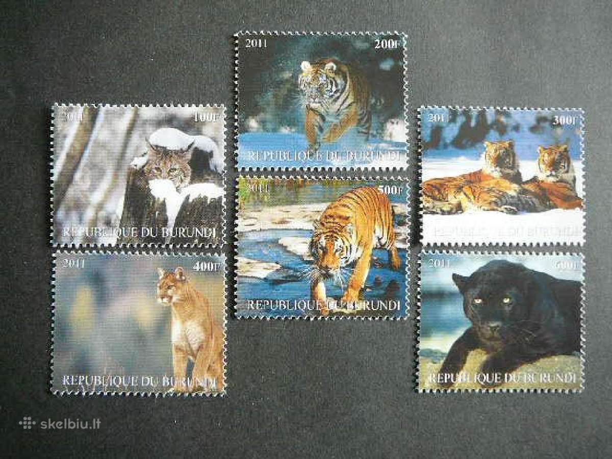 Tigrai Lusis Puma Kates laukines Burundis b2110