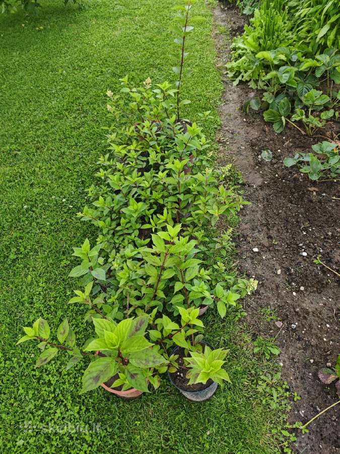 Šluotelinės hortenzijos - nuotraukos Nr. 2