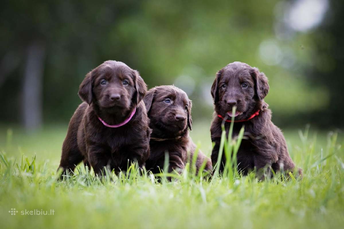 Lygiaplaukiai ir Labradoro retriveriai- Gojus - nuotraukos Nr. 13