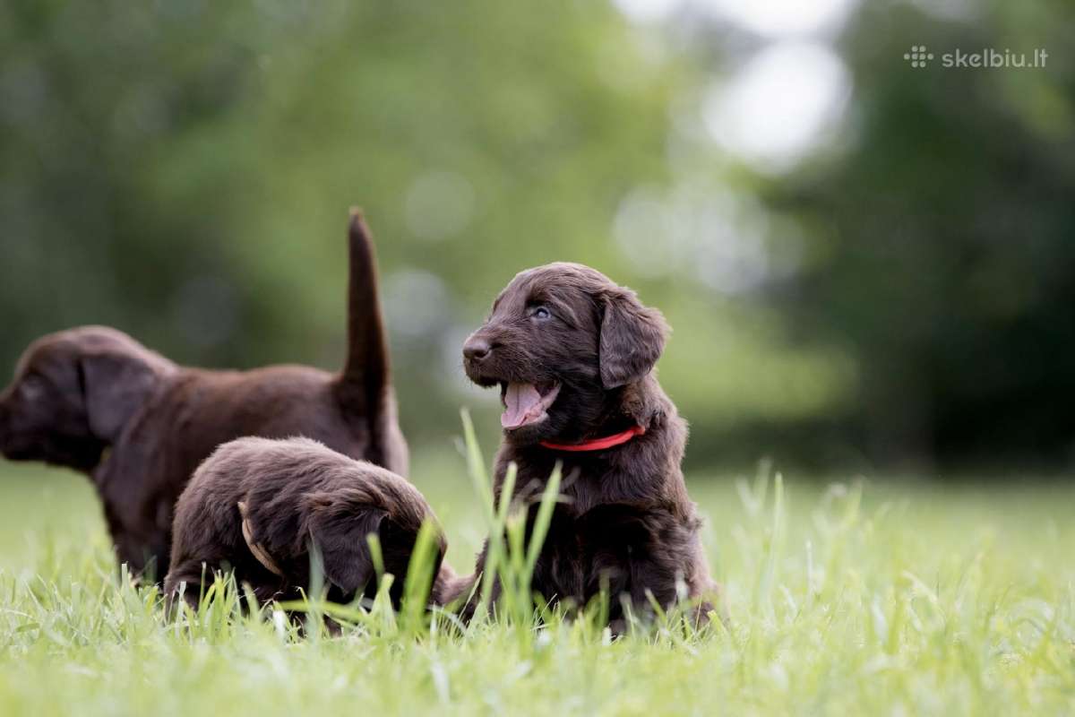 Lygiaplaukiai ir Labradoro retriveriai- Gojus - nuotraukos Nr. 15