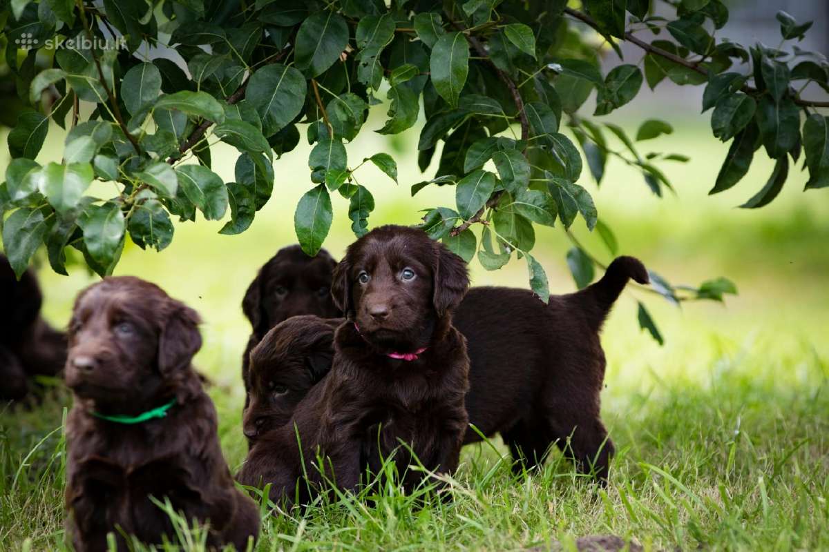 Lygiaplaukiai ir Labradoro retriveriai- Gojus - nuotraukos Nr. 17