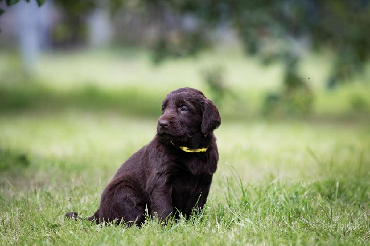 Lygiaplaukiai ir Labradoro retriveriai- Gojus - nuotraukos Nr. 14
