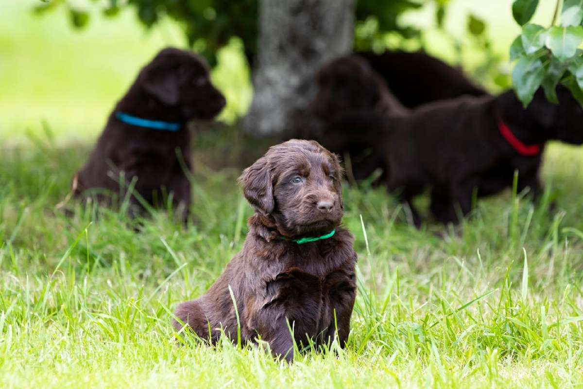 Lygiaplaukiai ir Labradoro retriveriai- Gojus - nuotraukos Nr. 16