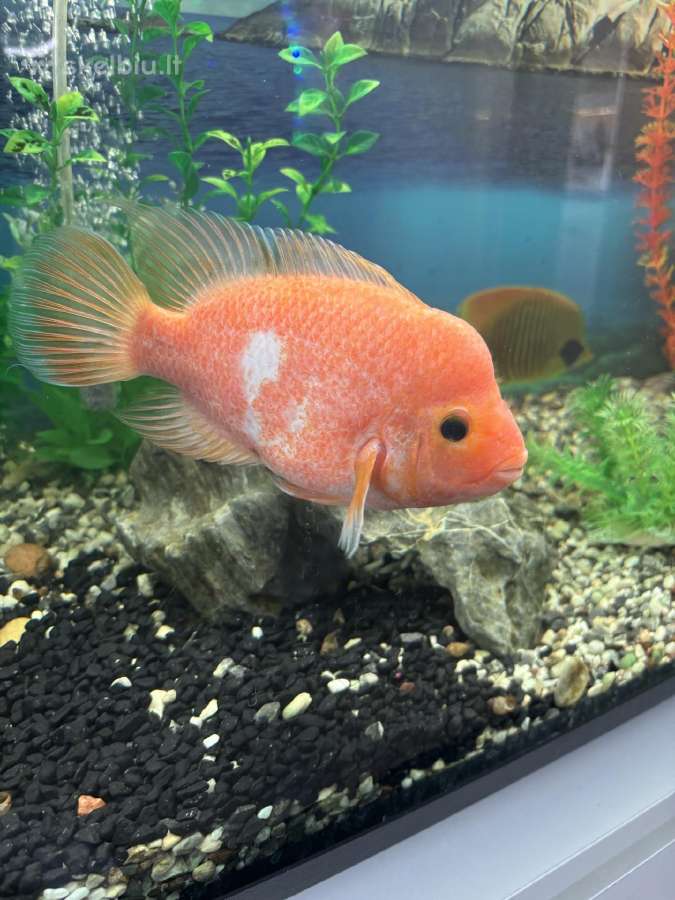 Midas cichlidas