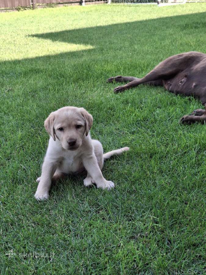 Labradoro retriveris