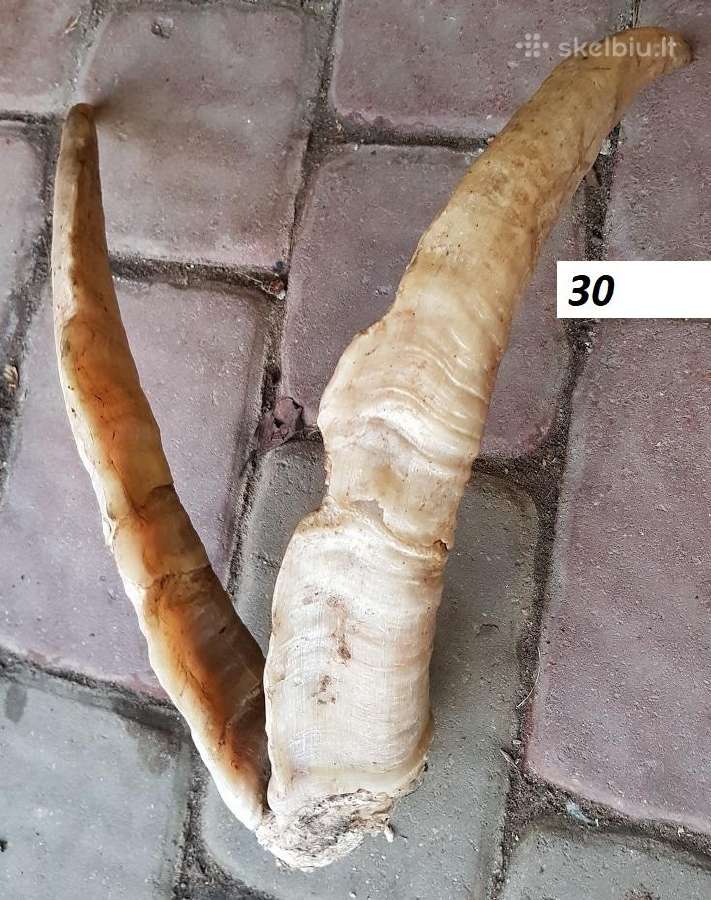Įvairios senienos iš stalčių - nuotraukos Nr. 32