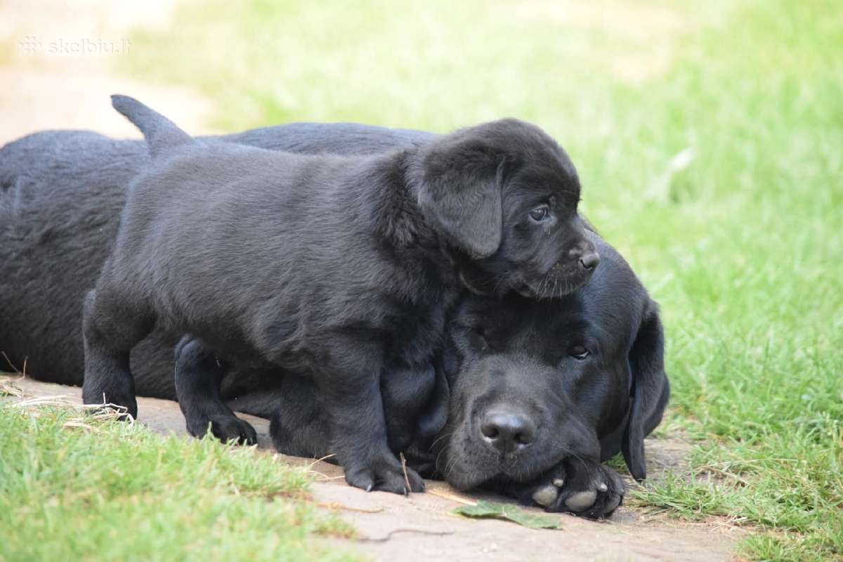 Kilmingi juodi labradorai - nuotraukos Nr. 2