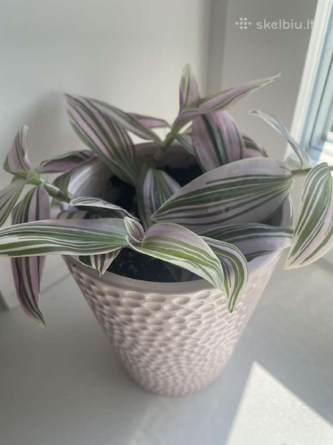 Tradescantia Sweetness , Tradeskantė - nuotraukos Nr. 2