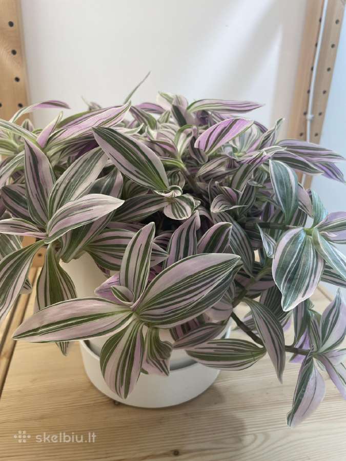 Tradescantia Sweetness , Tradeskantė