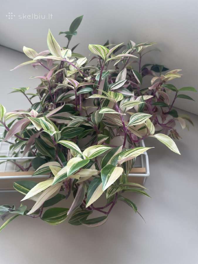 Tradescantia Quadricolor Tradeskantė