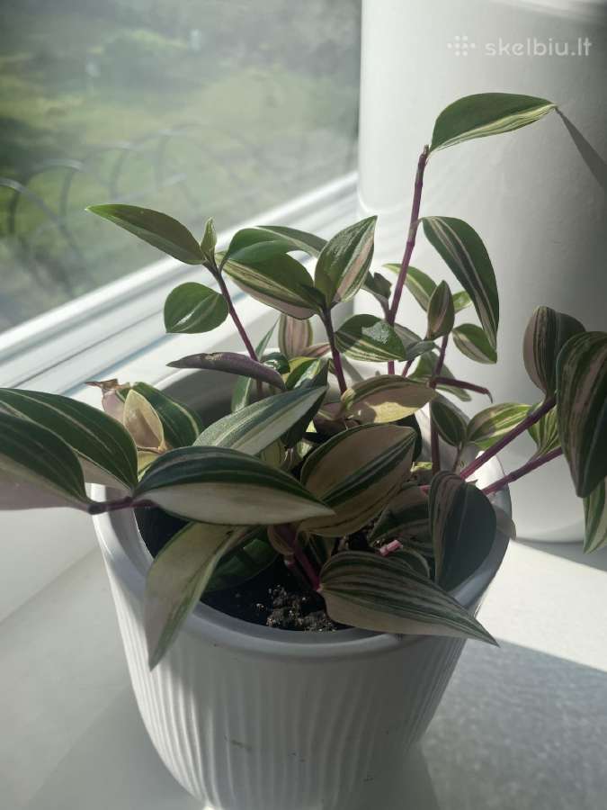 Tradescantia Quadricolor Tradeskantė - nuotraukos Nr. 2