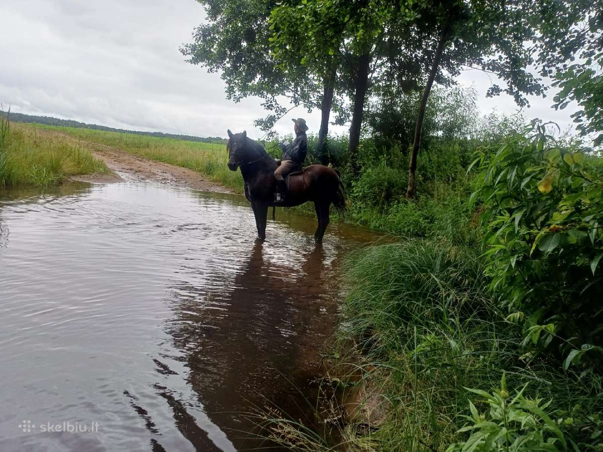 Parduodu žirgą - nuotraukos Nr. 2