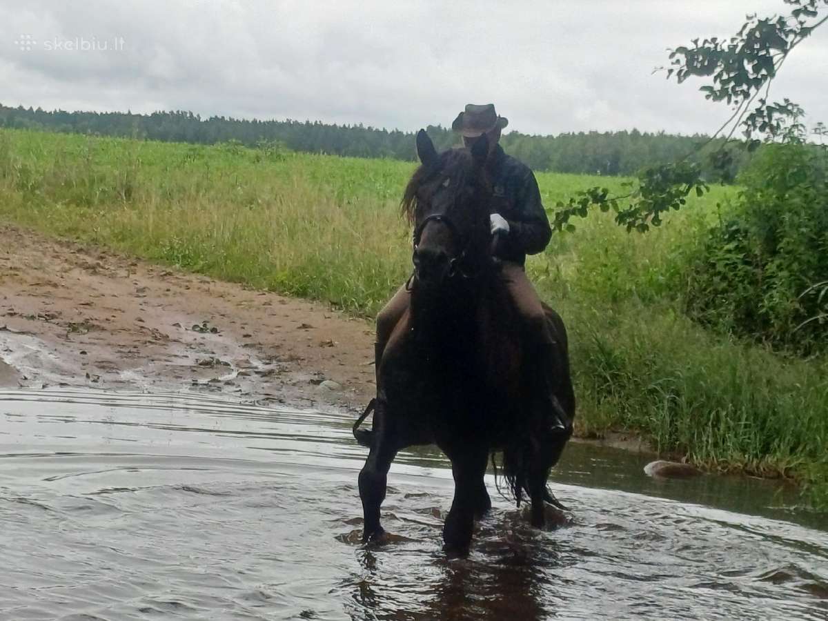 Parduodu žirgą - nuotraukos Nr. 3