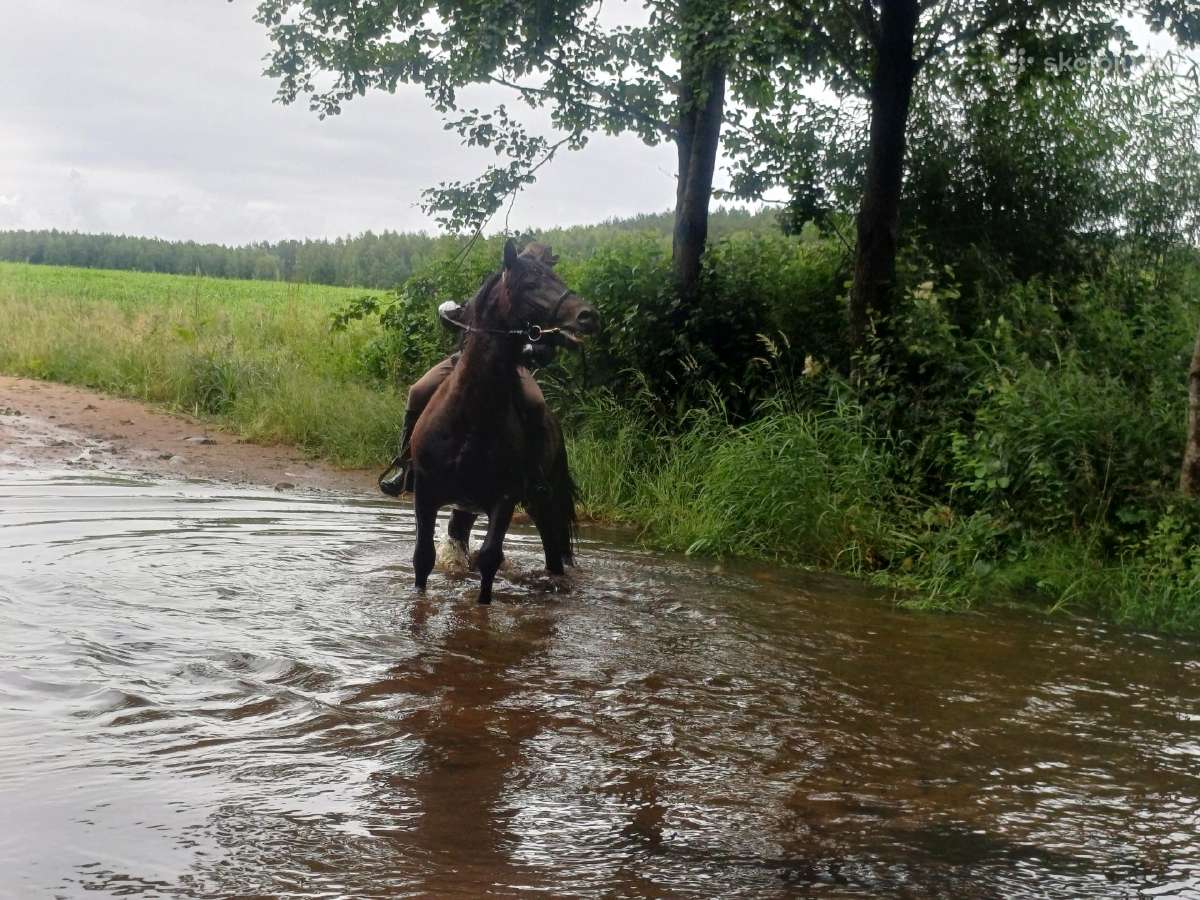 Parduodu žirgą - nuotraukos Nr. 5