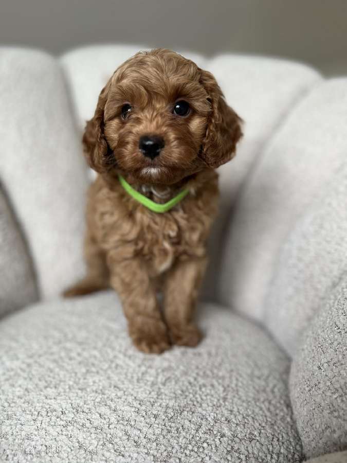 Cavapoo f2 b