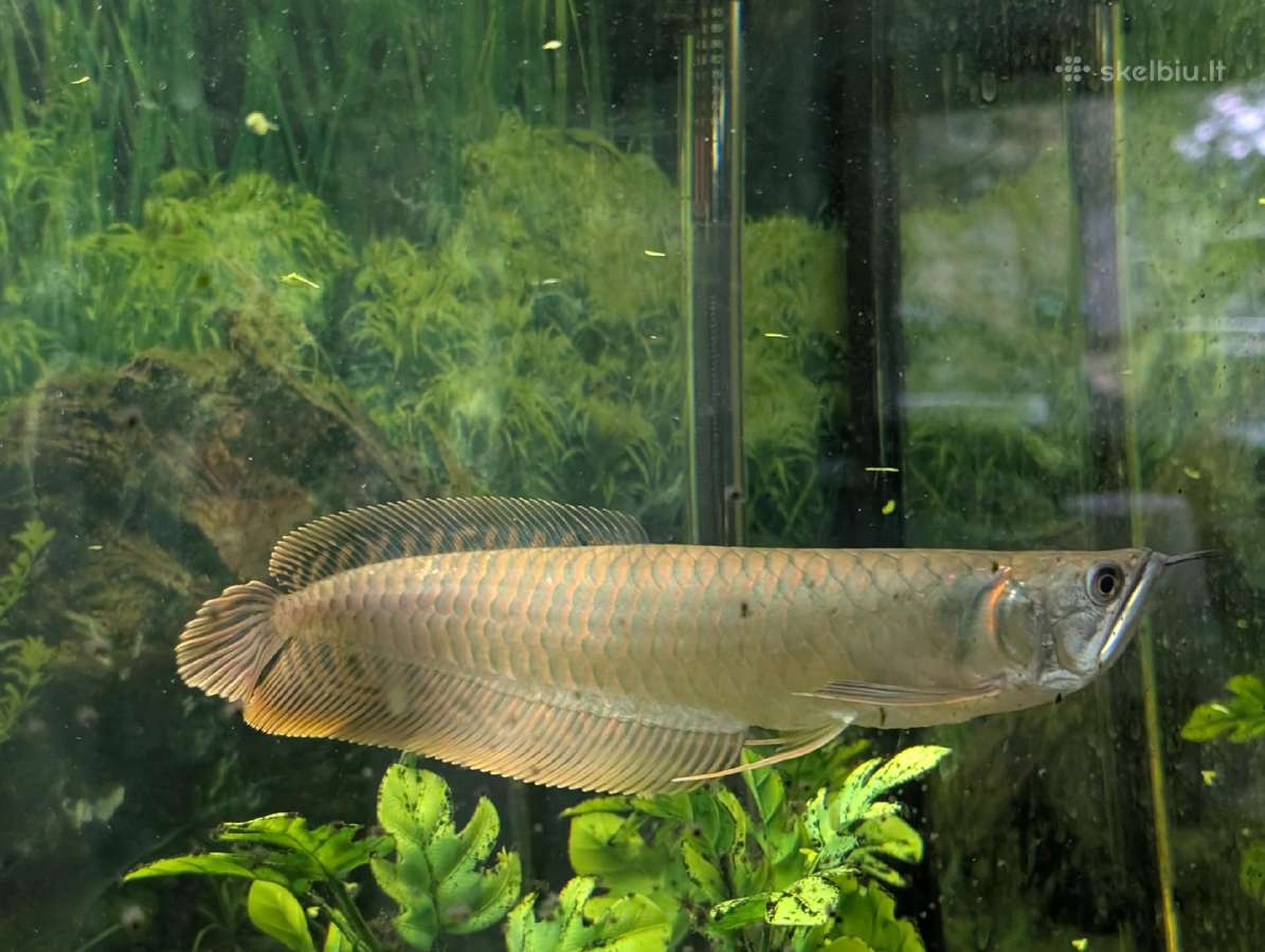 Parduodama žuvis Arowana silver - nuotraukos Nr. 2