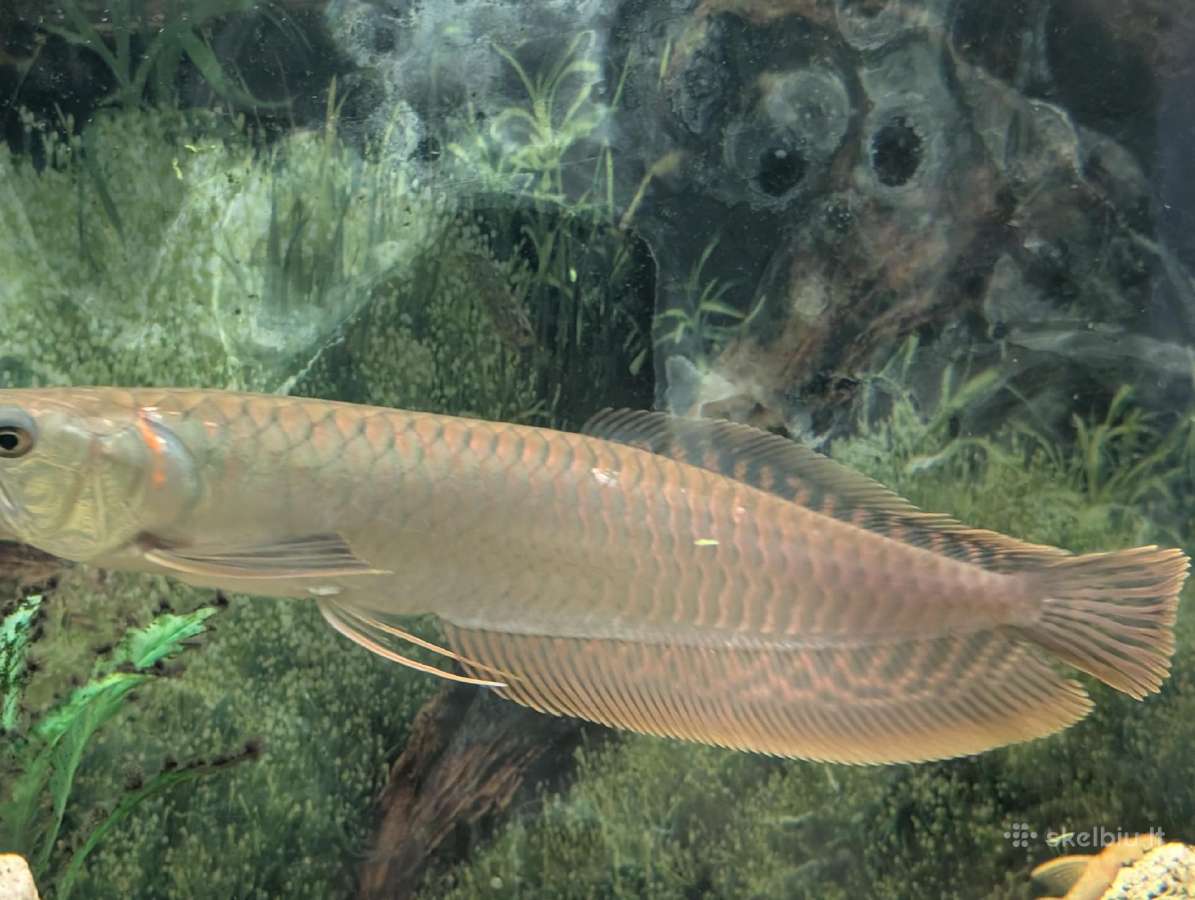 Parduodama žuvis Arowana silver - nuotraukos Nr. 3
