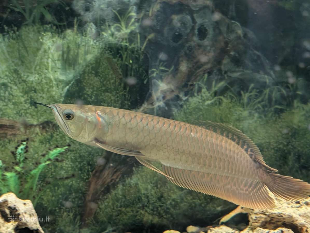 Parduodama žuvis Arowana silver - nuotraukos Nr. 4