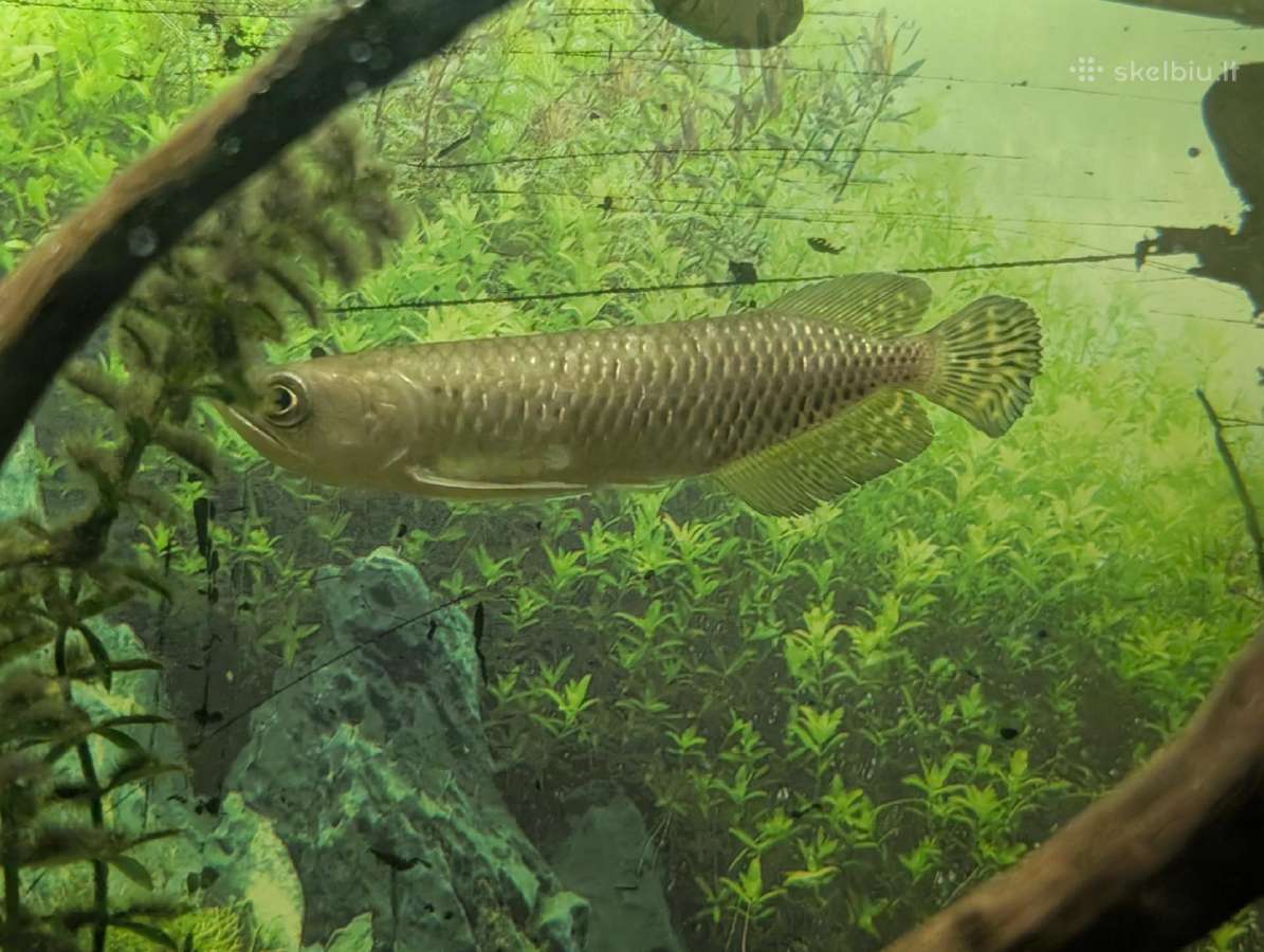 Parduodama žuvis Arowana Jardini