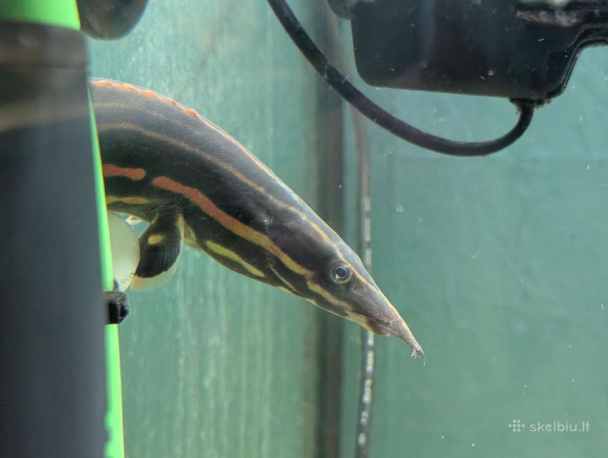 Parduodama žuvis Fire Eel - nuotraukos Nr. 2