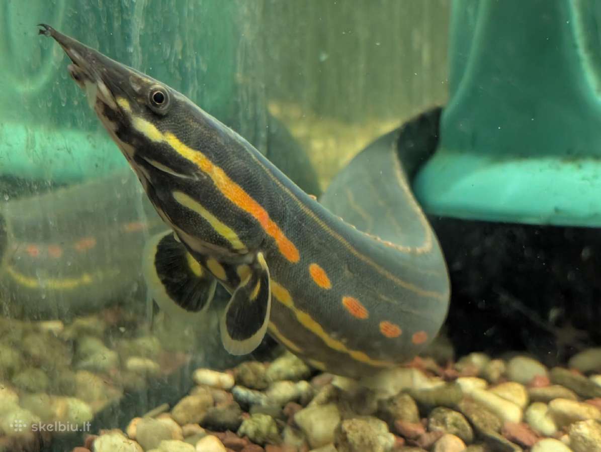 Parduodama žuvis Fire Eel