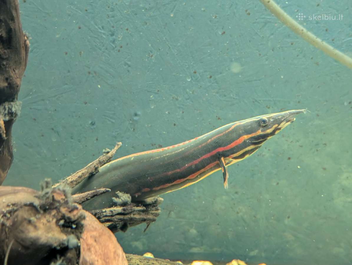 Parduodama žuvis Fire Eel - nuotraukos Nr. 3