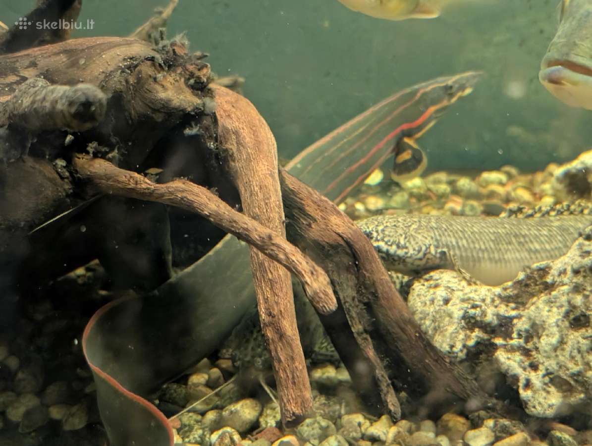 Parduodama žuvis Fire Eel - nuotraukos Nr. 4